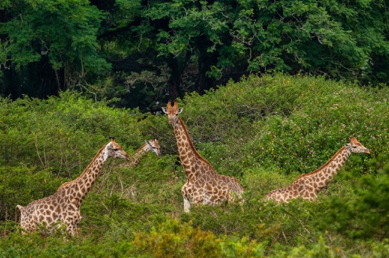 049 Tala Game Reserve, Zuid-Afrika.jpg